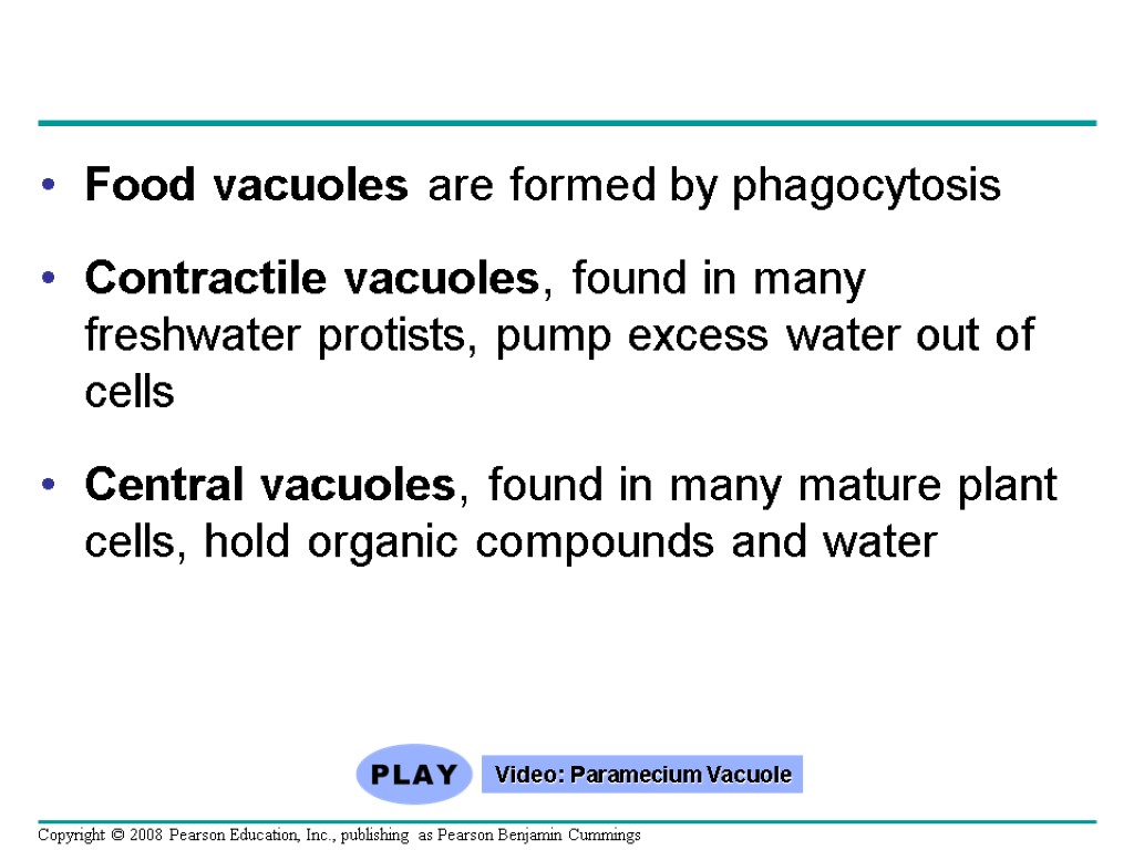 Food vacuoles are formed by phagocytosis Contractile vacuoles, found in many freshwater protists, pump